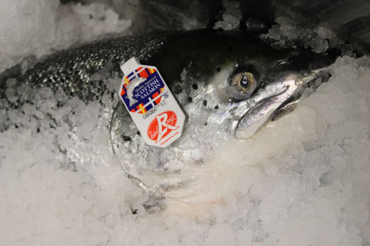Der Lachs, mit Siegel