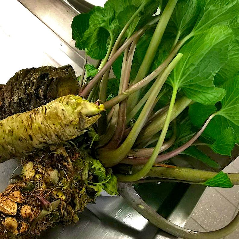 Real wasabi, before grating