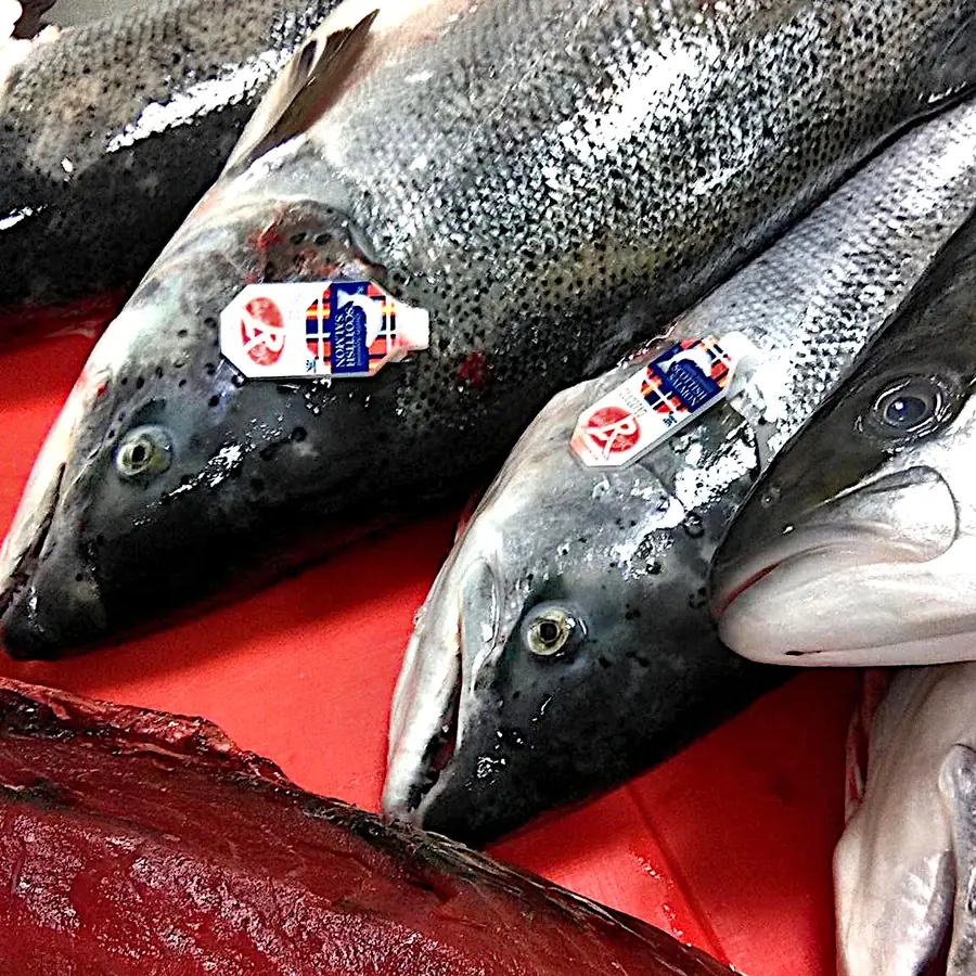 Salmon with the Label Rouge seal, from Rungis
