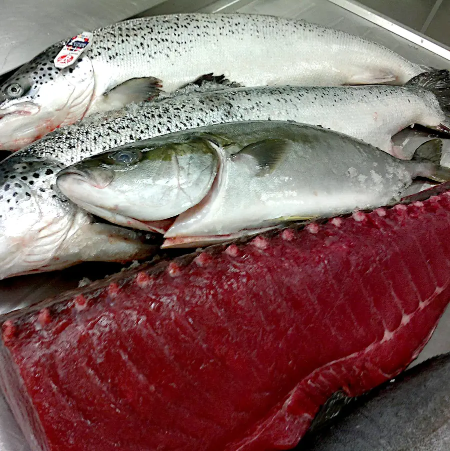 Hamachi and maguro, just delivered